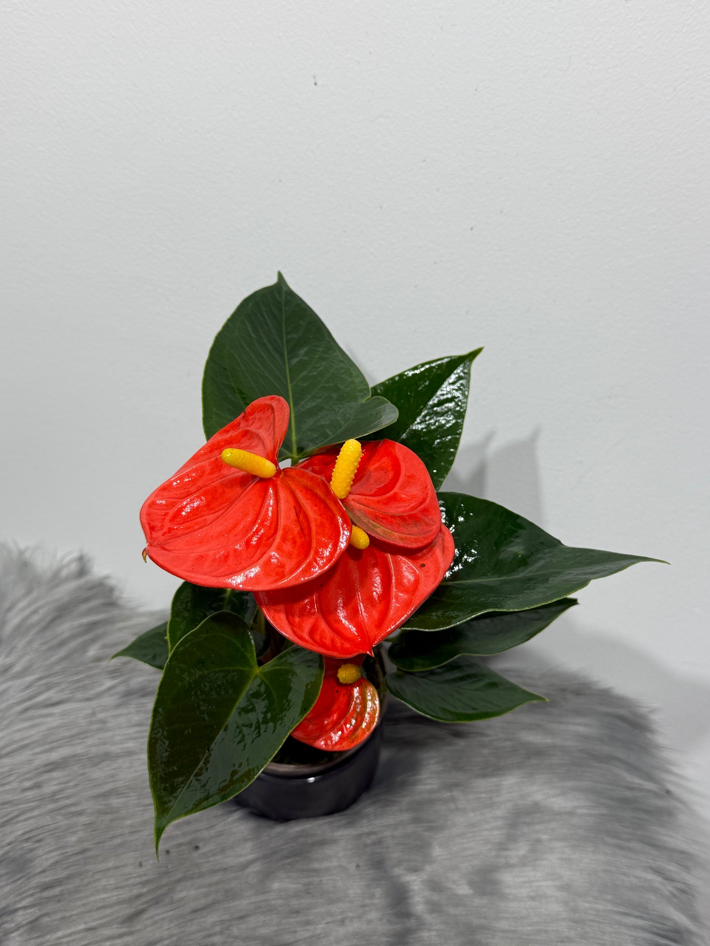 Anthurium Orange