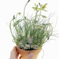 Albuca humilis