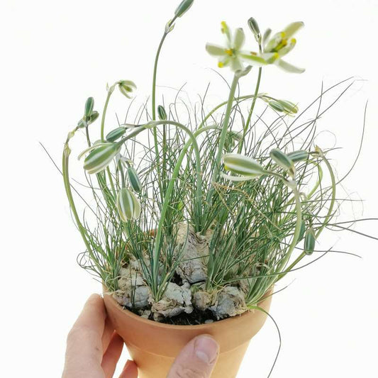 Albuca humilis