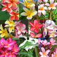 Plumeria Rubra Hawaiian