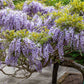Wisteria Sinensis