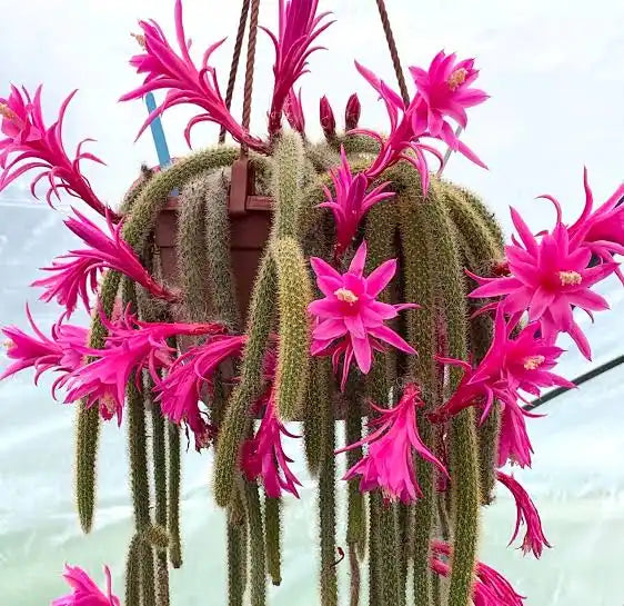 Aporocactus Flagiliformis
