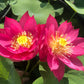 Lotus Red Li