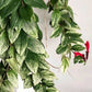 Aeschynanthus Variegatus/ Lipstick plant