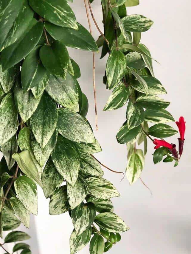 Aeschynanthus Variegatus/ Lipstick plant