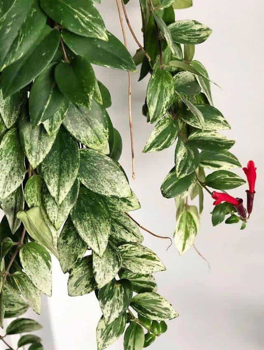 Aeschynanthus Variegatus/ Lipstick plant