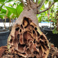 Hydnophytum Papuanum