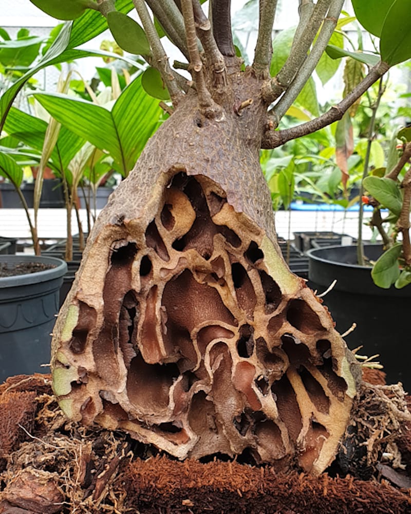Hydnophytum Papuanum
