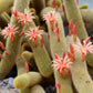 Cleistocactus Winteri