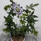 Passiflora Caerulea