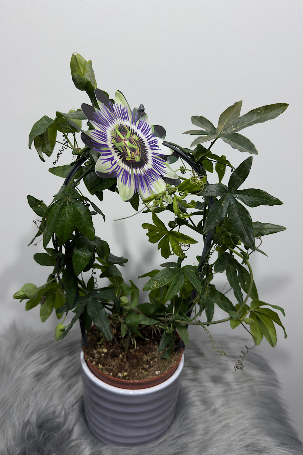 Passiflora Caerulea