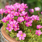 Oxalis Shorty