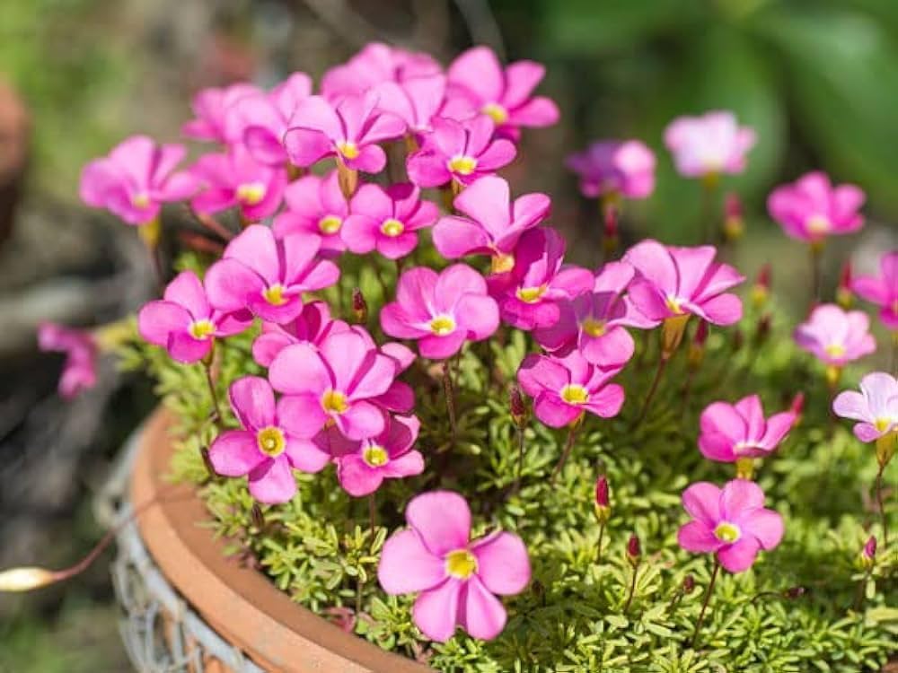 Oxalis Shorty