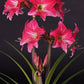 Hippeastrum Neon