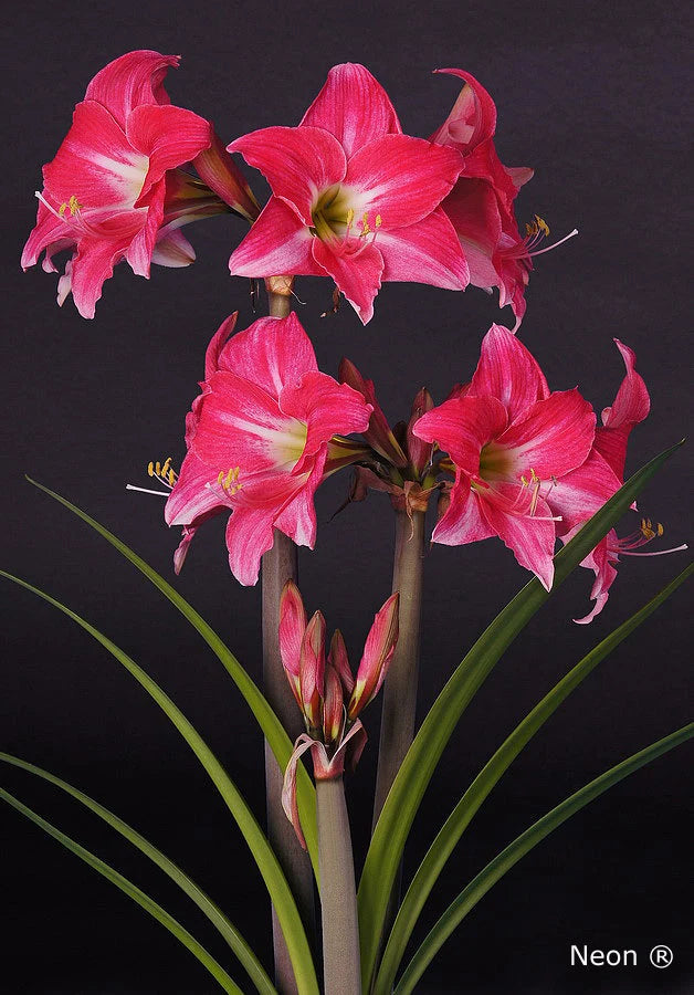 Hippeastrum Neon