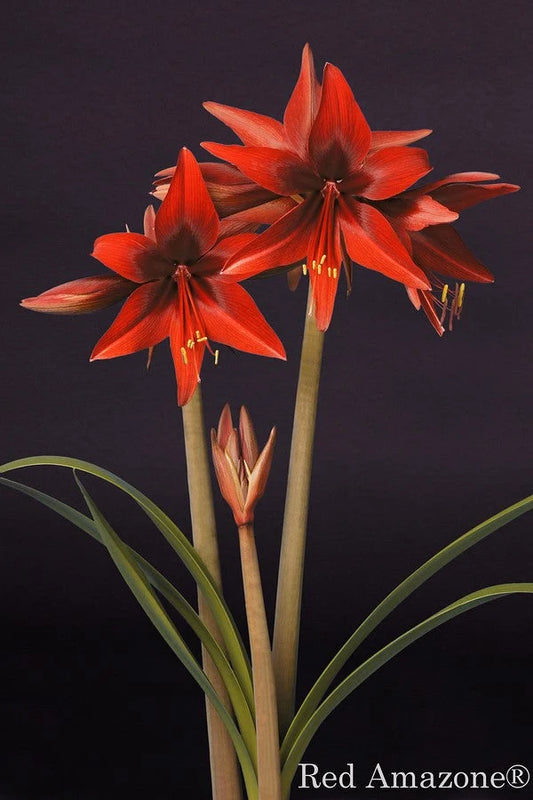 Hippeastrum Red Amazone