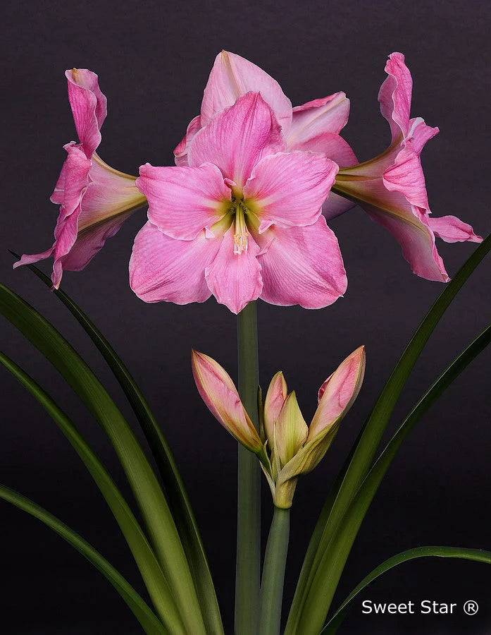 Hippeastrum Sweet Star