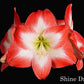Hippeastrum Shine Dream