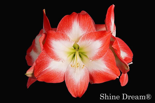 Hippeastrum Shine Dream