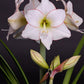 Hippeastrum Picotee
