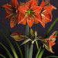 Hippeastrum Terra Cotta Star