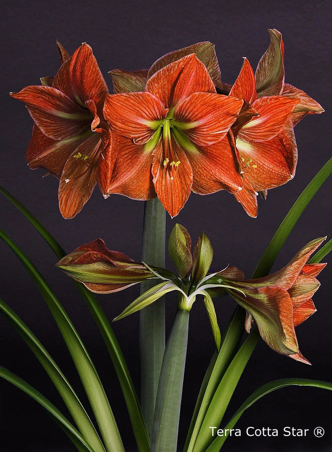 Hippeastrum Terra Cotta Star