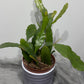 Epiphyllum Fruhlings Gold