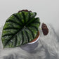 Alocasia Nebula