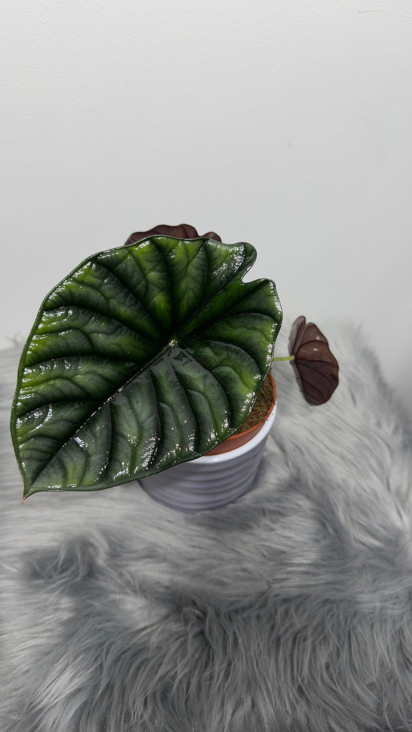 Alocasia Nebula