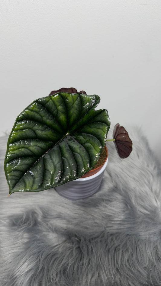 Alocasia Nebula