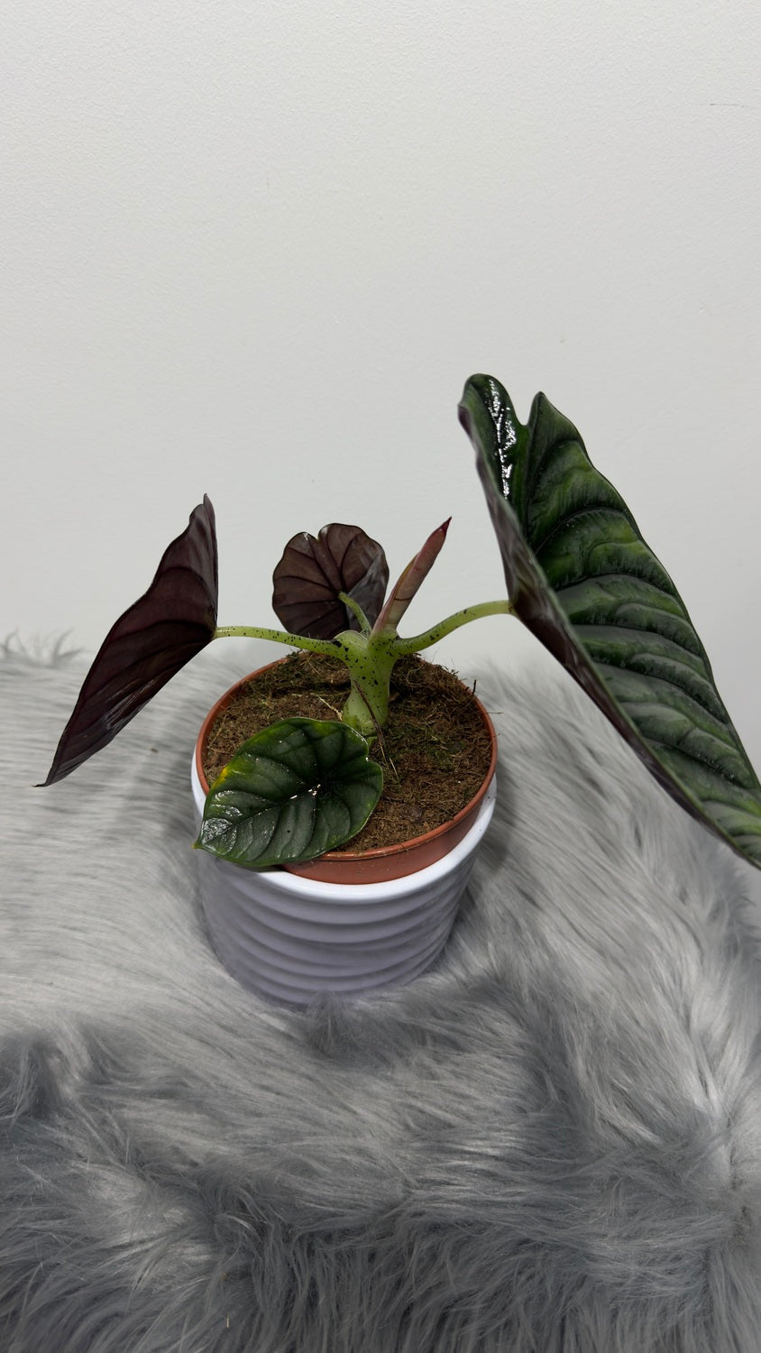 Alocasia Nebula