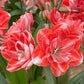 Hippeastrum Double Shine
