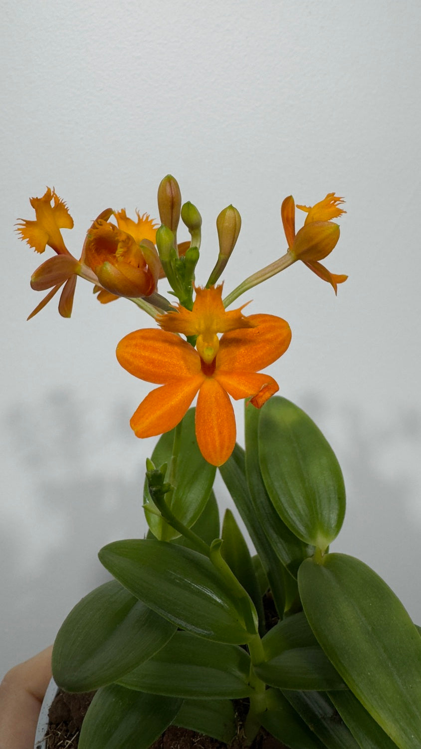 Orhideja Epidendrum 2