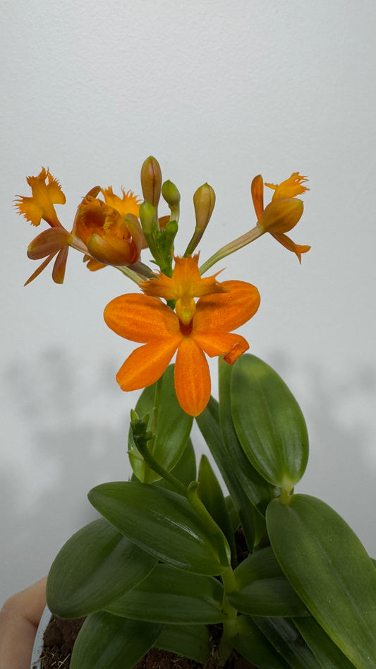 Orhideja Epidendrum 2