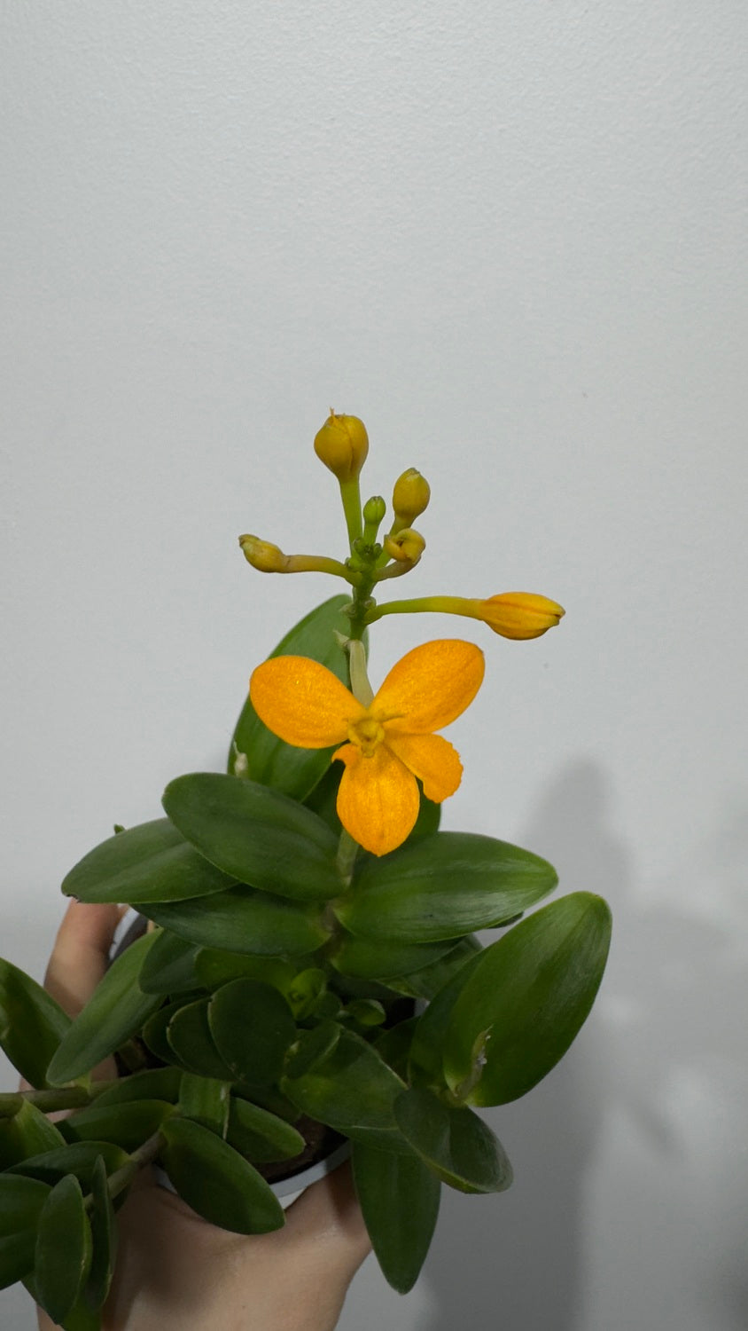 Orhideja Epidendrum 3