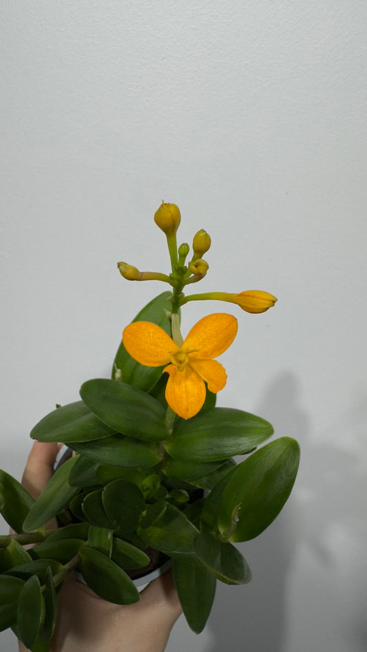 Orhideja Epidendrum 3