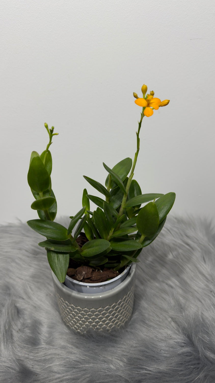 Orhideja Epidendrum 3