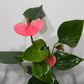 Anthurium 1