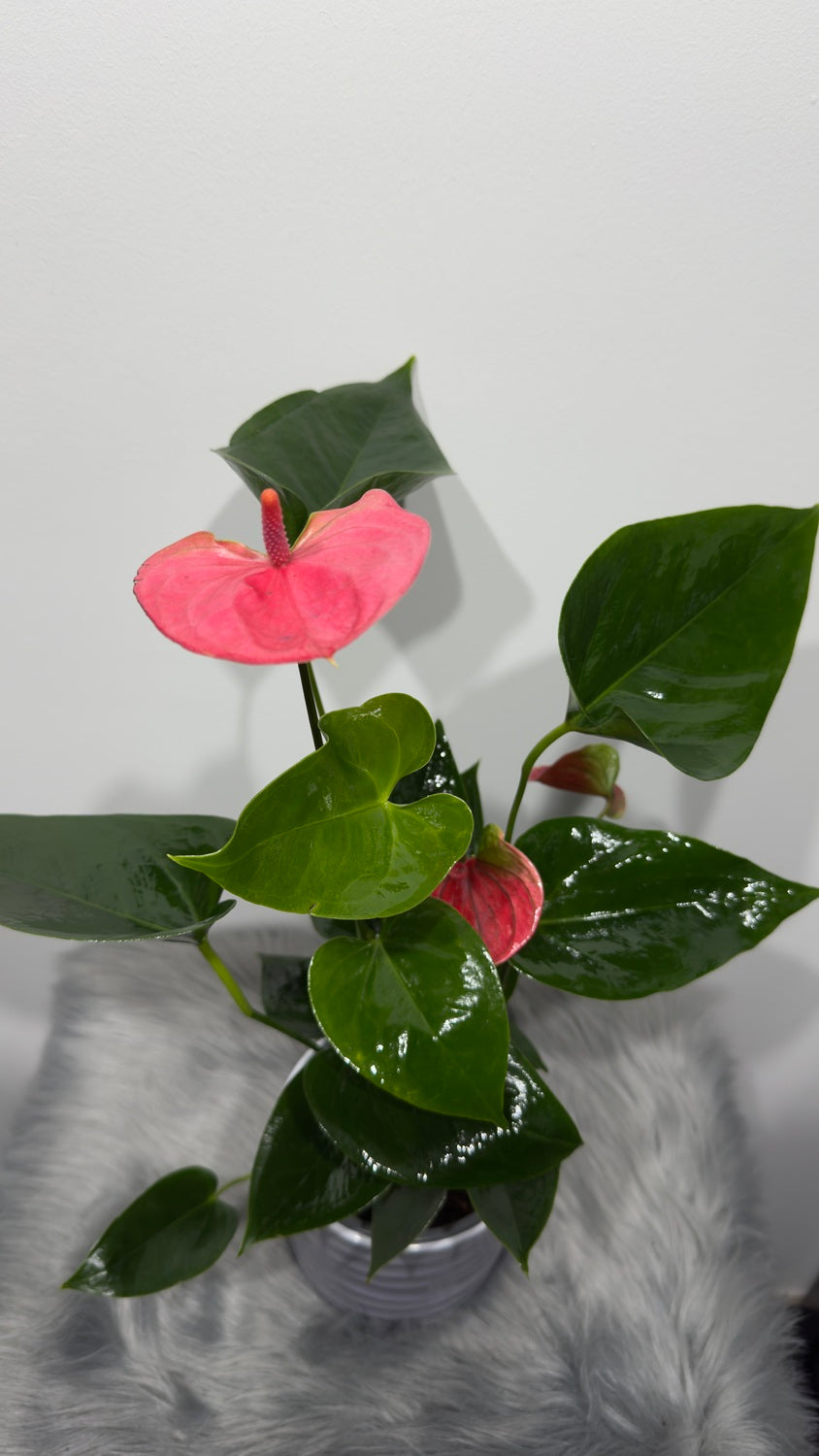 Anthurium 1