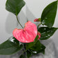 Anthurium 1