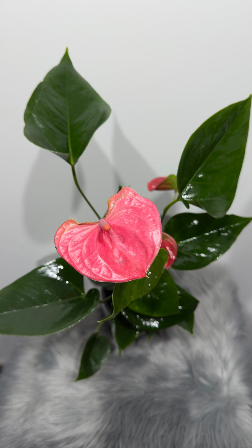 Anthurium 1