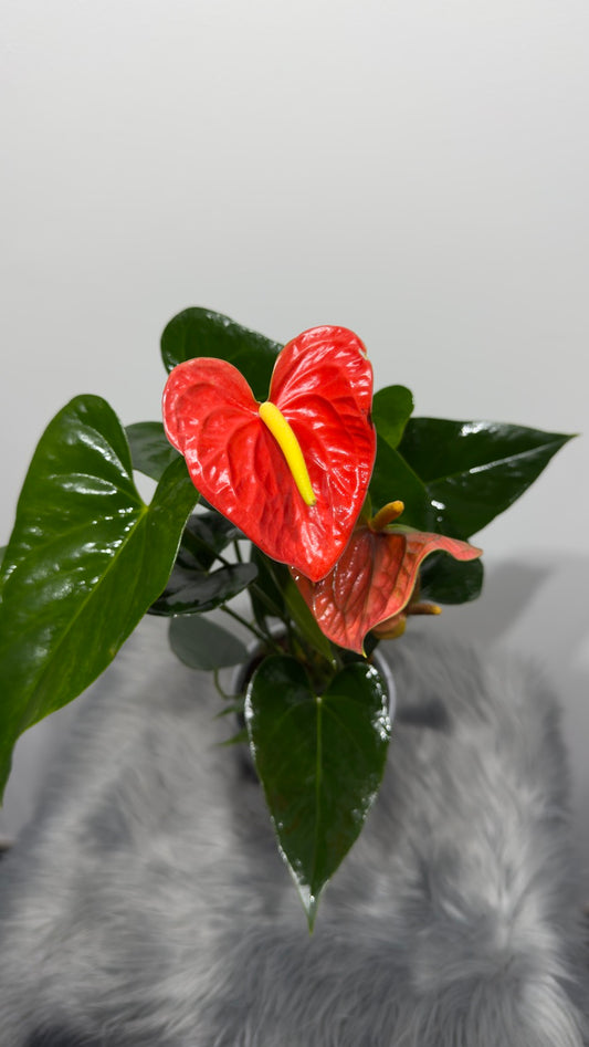 Anthurium 2