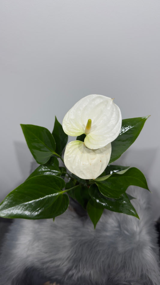 Anthurium 3