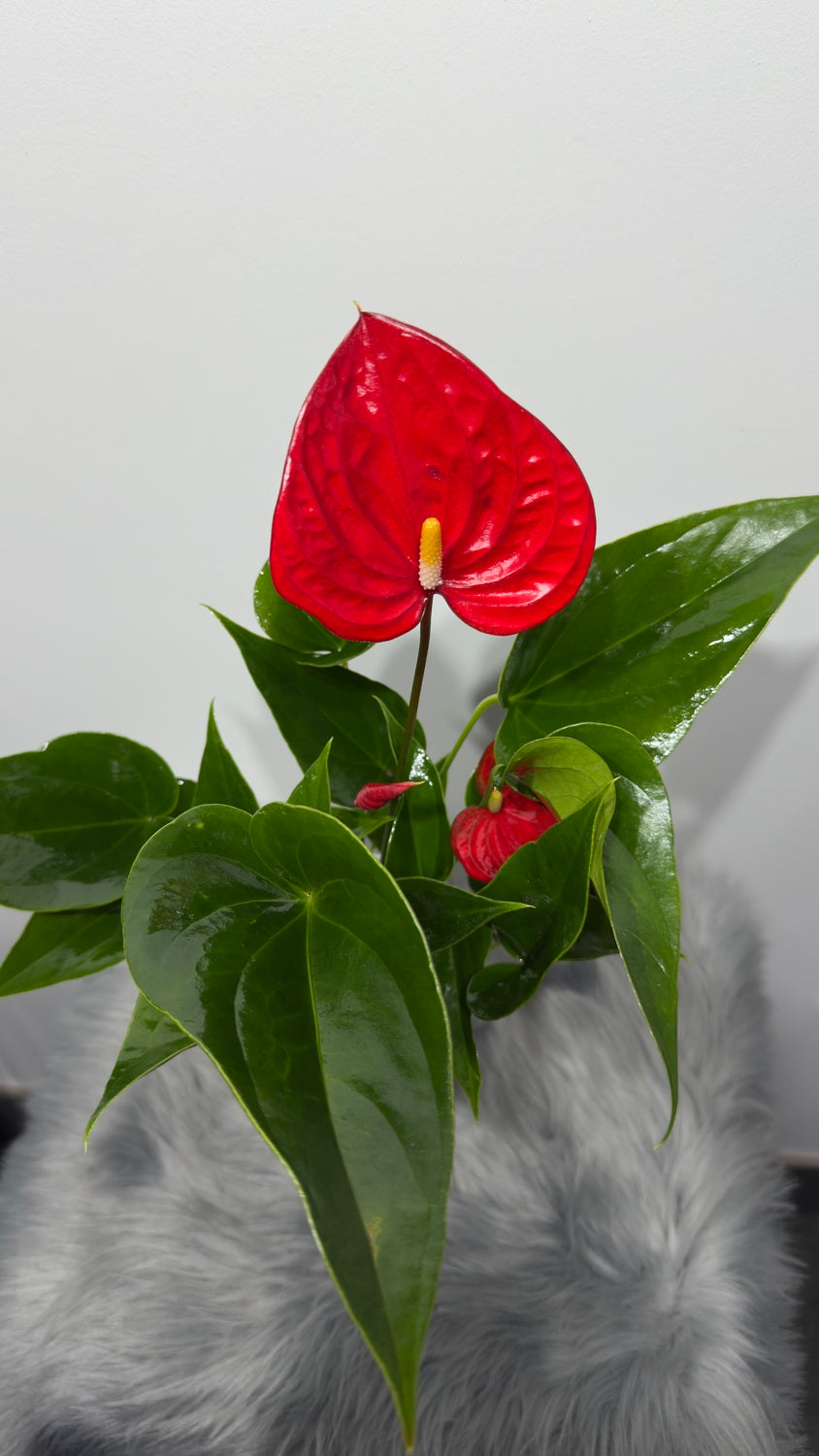 Anthurium 4