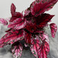 Begonia Beleaf 4