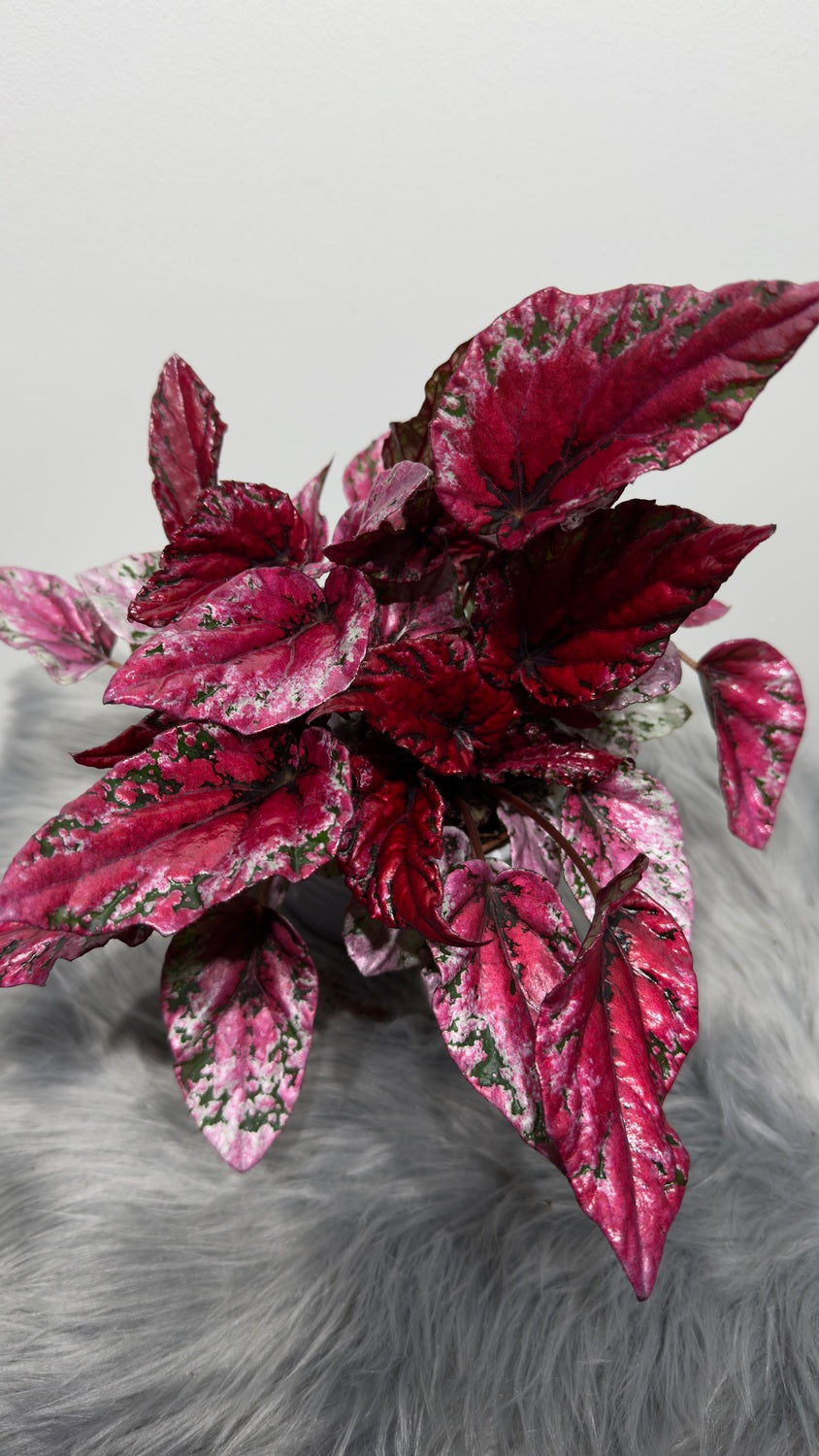 Begonia Beleaf 4