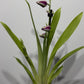 Orhideja Miltoniopsis 2