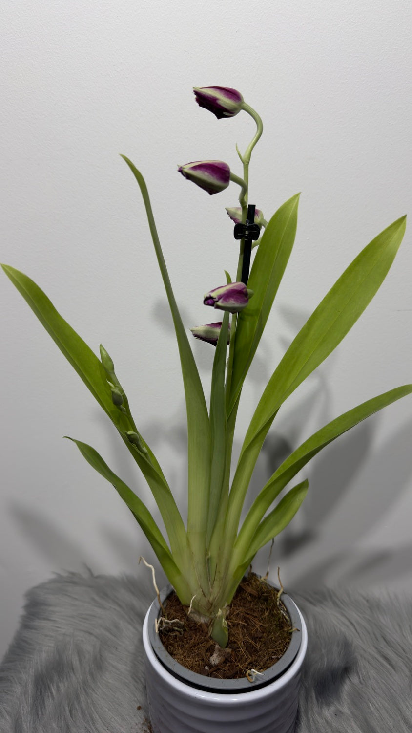 Orhideja Miltoniopsis 2