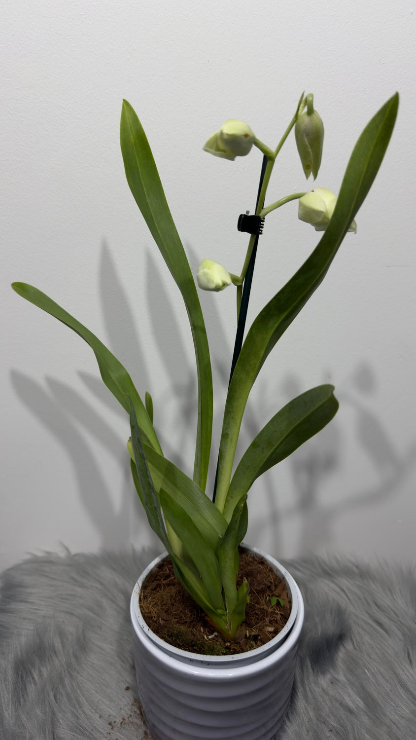 Orhideja Miltoniopsis 1
