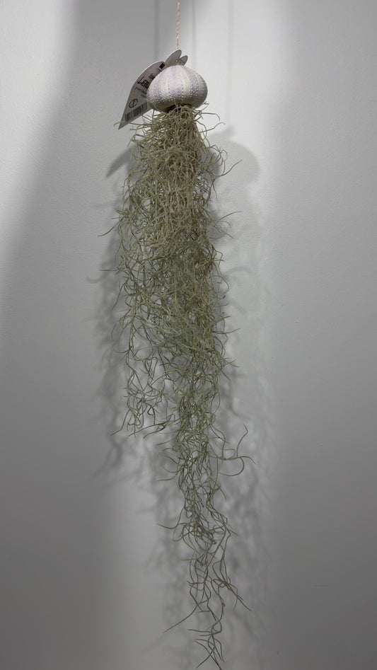 Gaisa augs Tillandsia Air plant 15